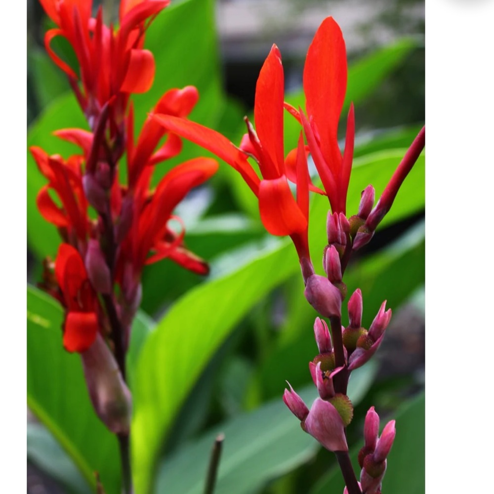 Canna Lilly Bulbs. Red Jumbo Plants.Tall Plant Green Leaf Lily Rhizomes - Picture 7 of 7